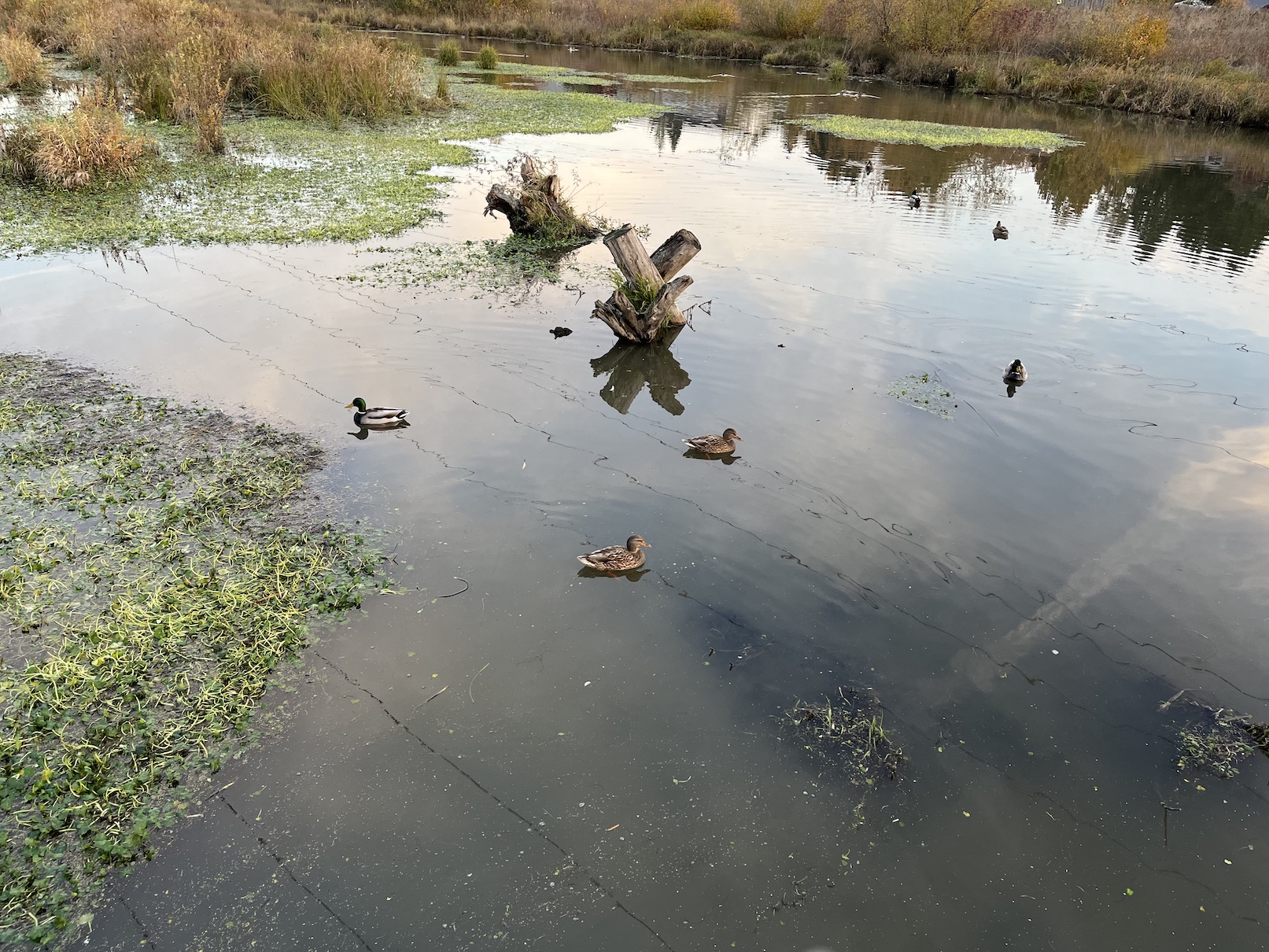 ducks in rock creek