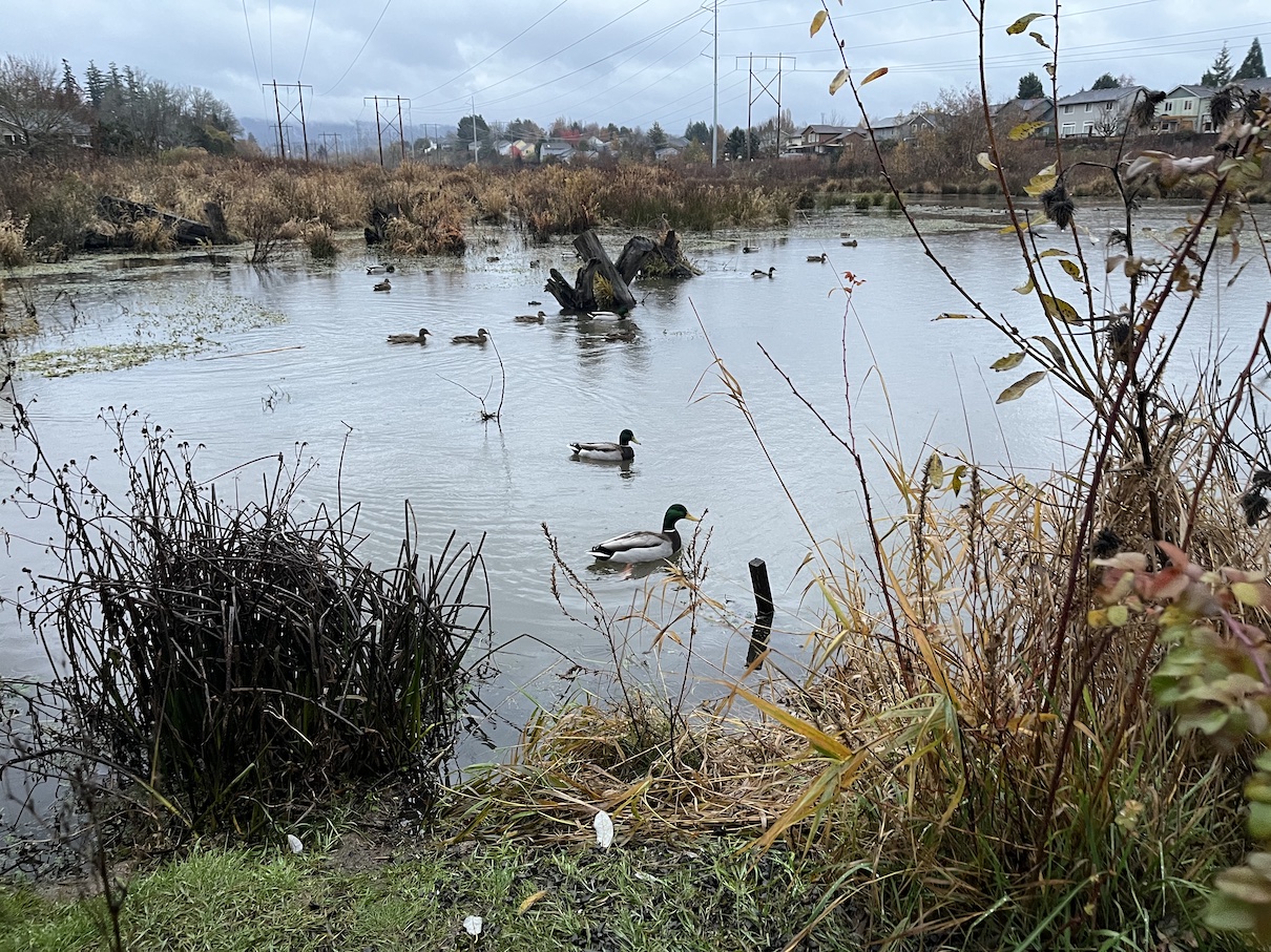 ducks in rock creek on the rock creek trail in fall