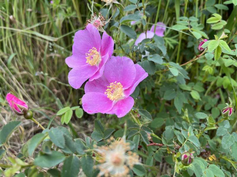 pink wild roses